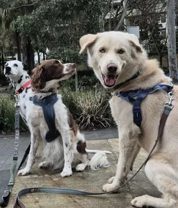 Three dogs sitting on a footpath, leads on and ready for their walk