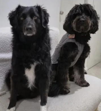 A black dog and a black doodle sitting on a white armchair at home