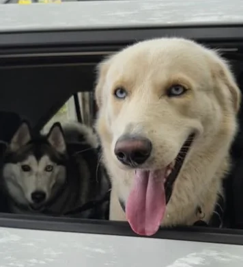 A golden dog and a husky looking out of a car window on the way to an adventure