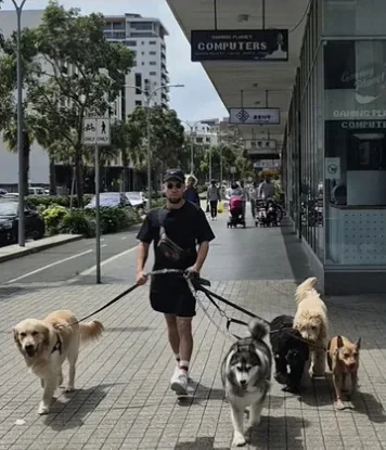 E.DOGGO walker leading five dogs along a city footpath in Sydney