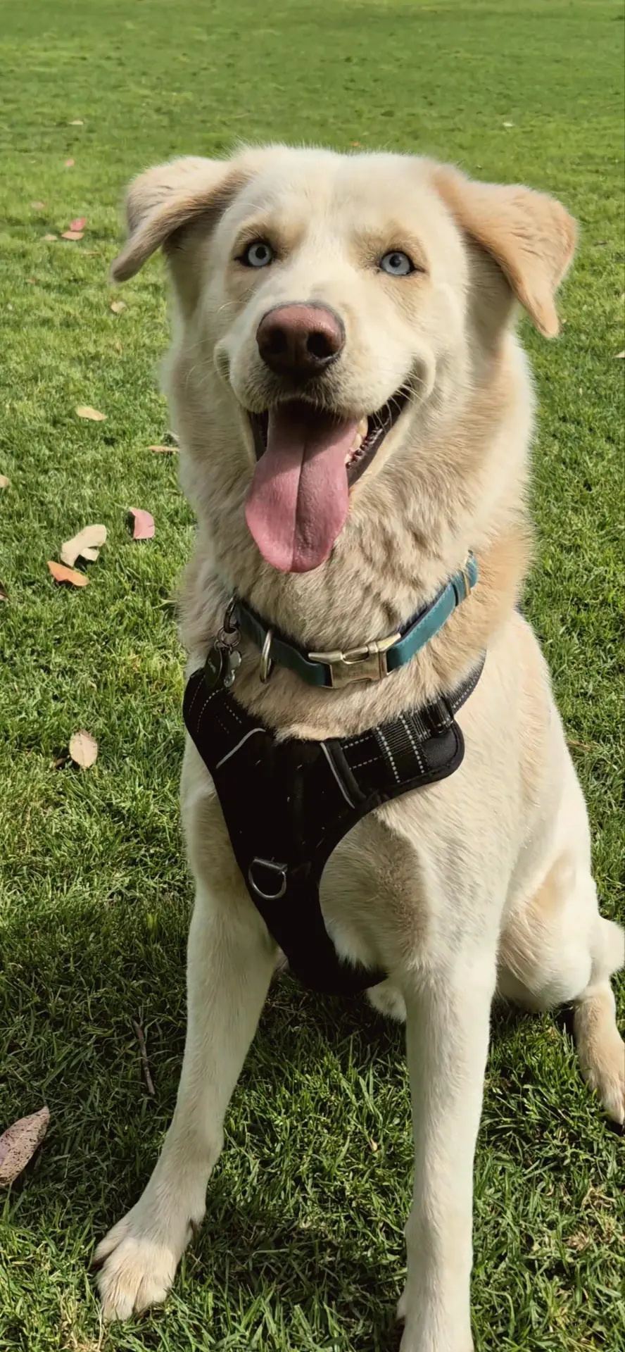 A happy cream dog in a black harness sitting on the grass