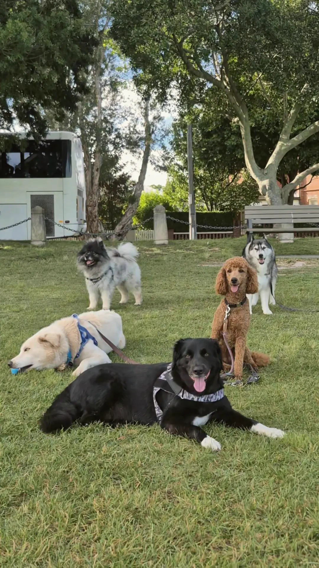 A relaxed crew of dogs lying together on the grass at a Sydney park